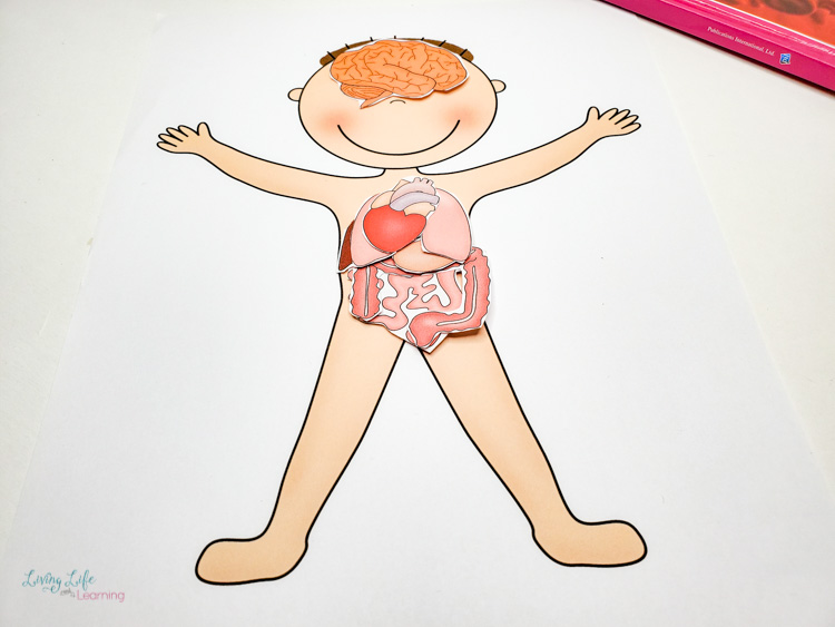 Preschool human body worksheets