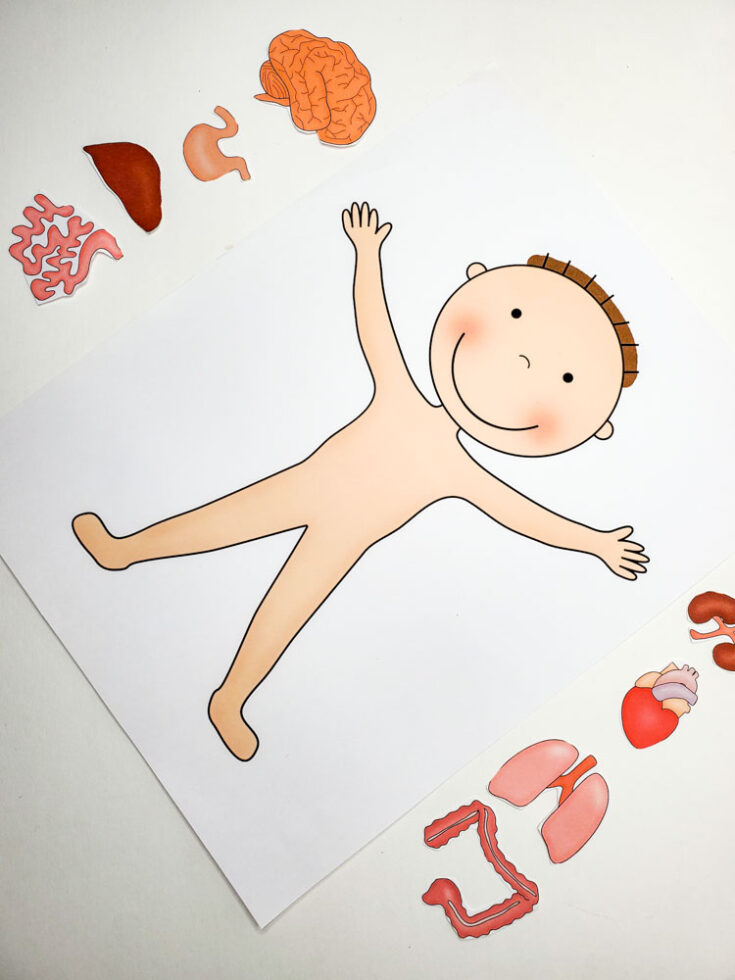 Preschool Human Body Printables Story