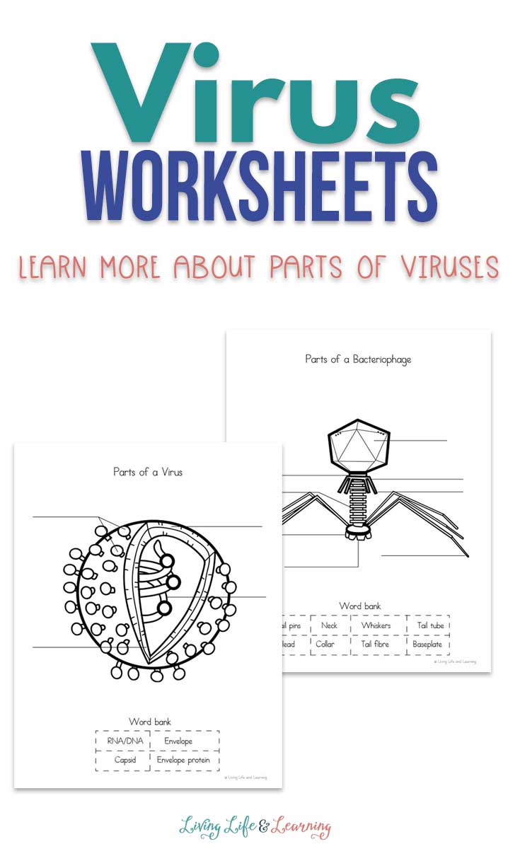 Learn all about viruses with these virus worksheets for kids. What are viruses, how do they make us sick and what's the difference from a bacteria?