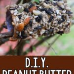 DIY Peanut Butter Bird Feeder