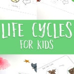 Life cycles for kids