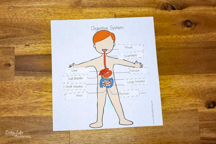 digestive system worksheets for kids completed