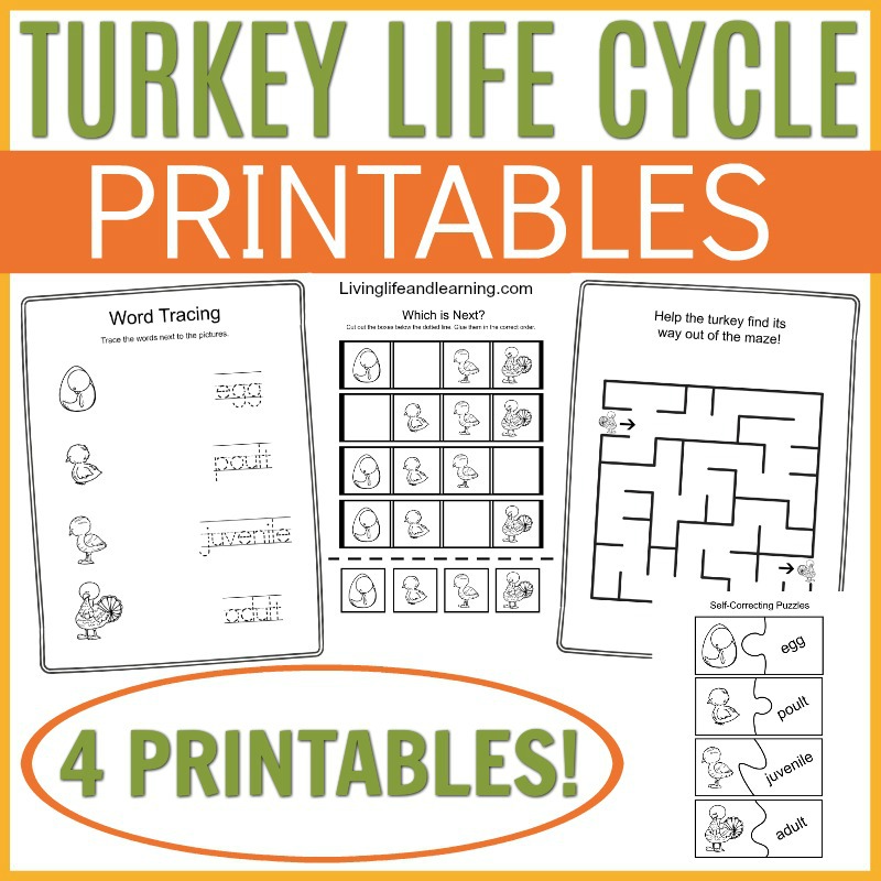 Make these turkey life cycle worksheets part of your fall holiday preparation! And learn more about where our famous fall feathered friend comes from! 