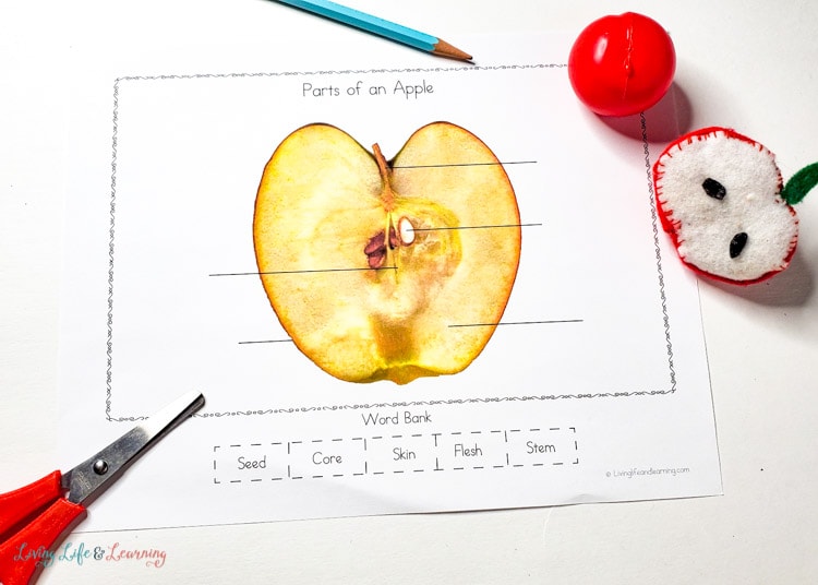 Parts of an apple worksheet