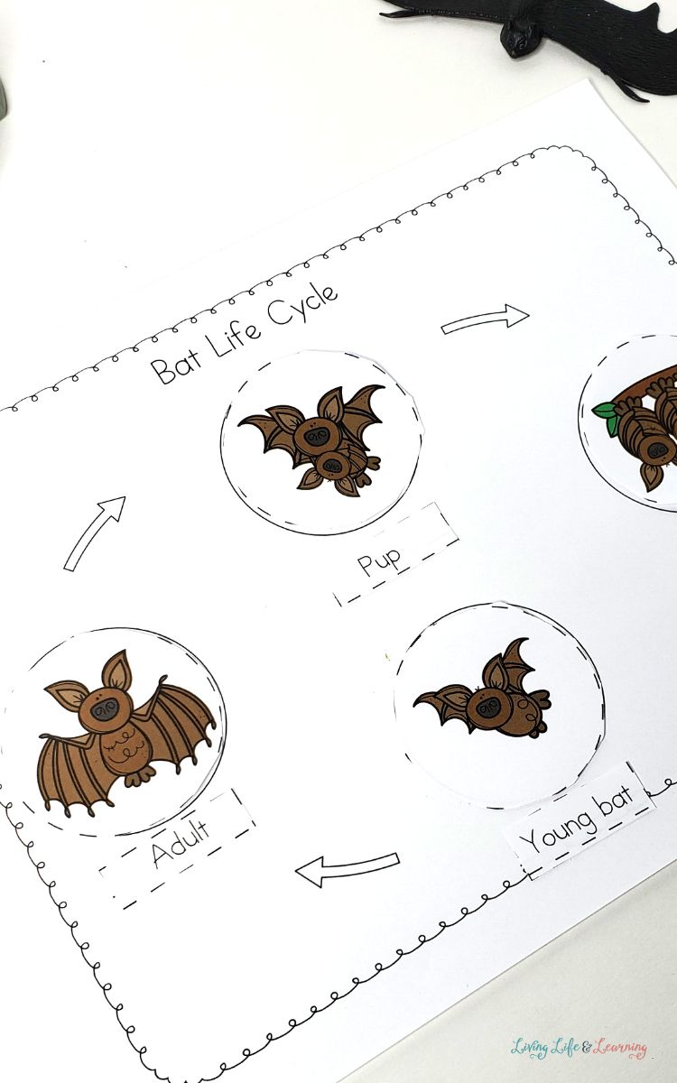 Bat Life Cycle for Kids