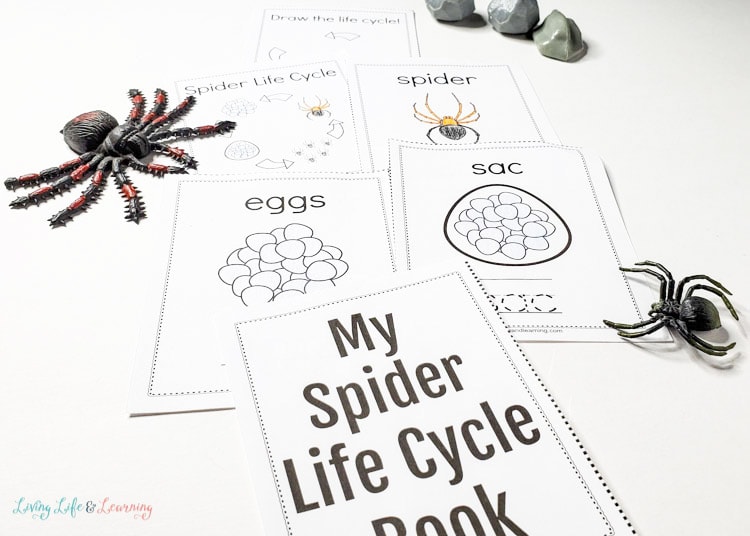 Spider life cycle book