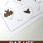 Bat Life Cycle for Kids