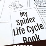 Spider Life Cycle for Kids