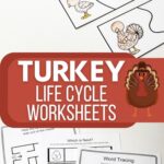 Turkey Life Cycle Worksheets