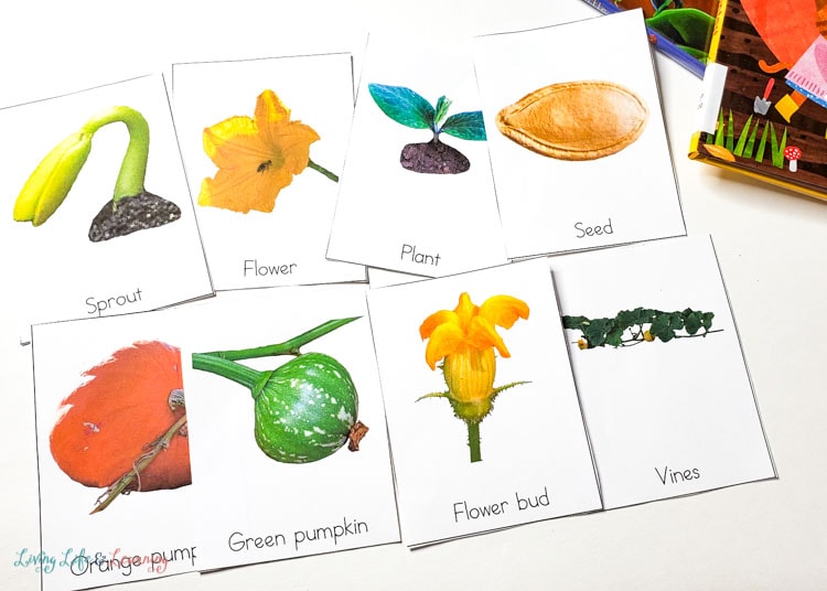 life cycle of a pumpkin vocabulary cards with real photos