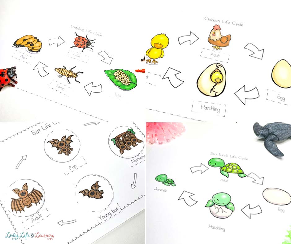 Life Cycle Worksheets for Kids