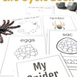 Spider life cycle book