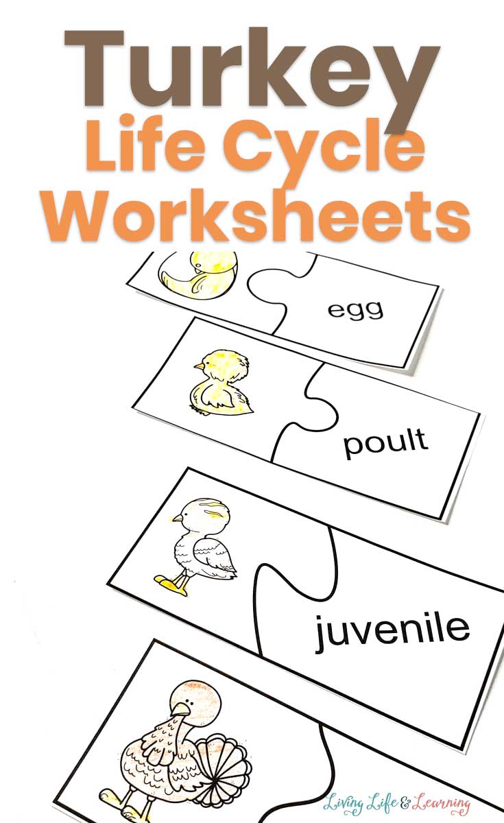 Make these turkey life cycle worksheets part of your fall holiday preparation! And learn more about where our famous fall feathered friend comes from! 