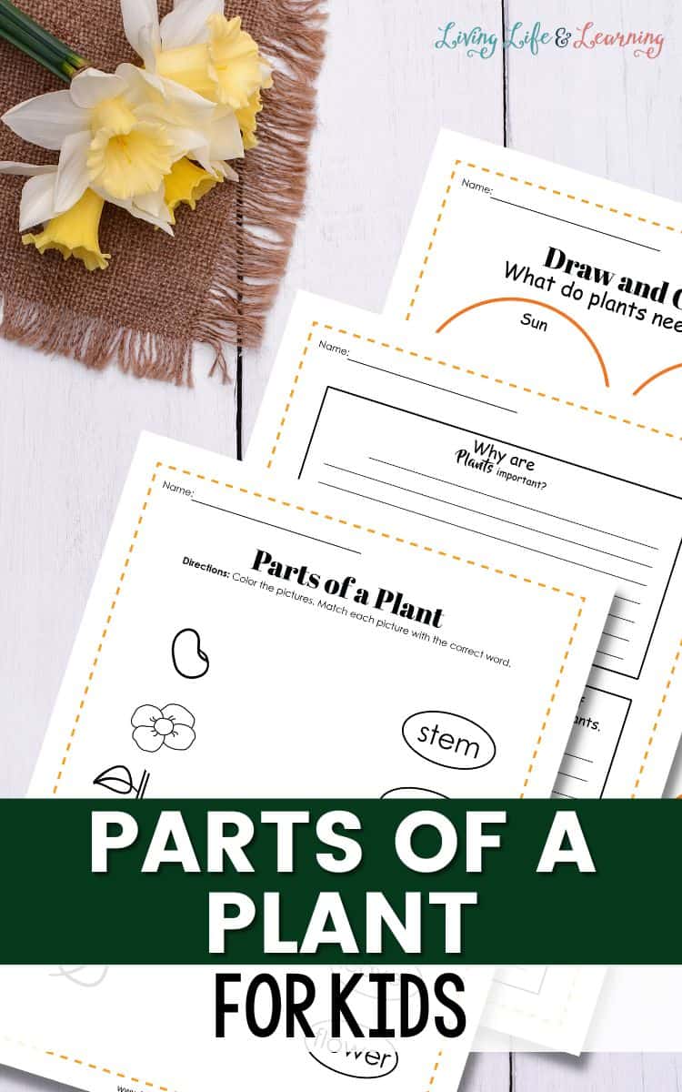 Parts of a Plant for Kids