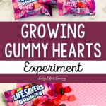 Growing Gummy Hearts Experiment
