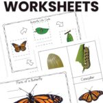Use these cute life cycle of a butterfly worksheets so you're prepared when you head outdoors and see them on your nature walks. Learn all about how they grow from an egg, to a caterpillar and then onto a gorgeous butterfly.