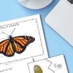 Two Life Cycle of a Butterfly Worksheets on a table.