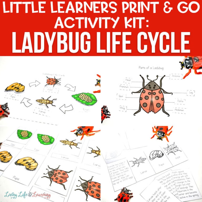 ladybug-life-cycle-worksheets-for-kids