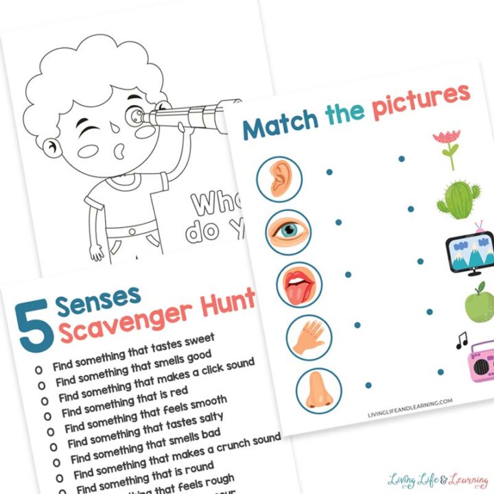 5 Senses STEM Activities