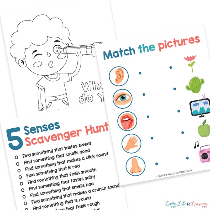 5 senses worksheets for kids 