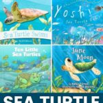 collage of Sea Turtle Books for Preschoolers