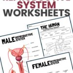 Human reproductive system worksheets