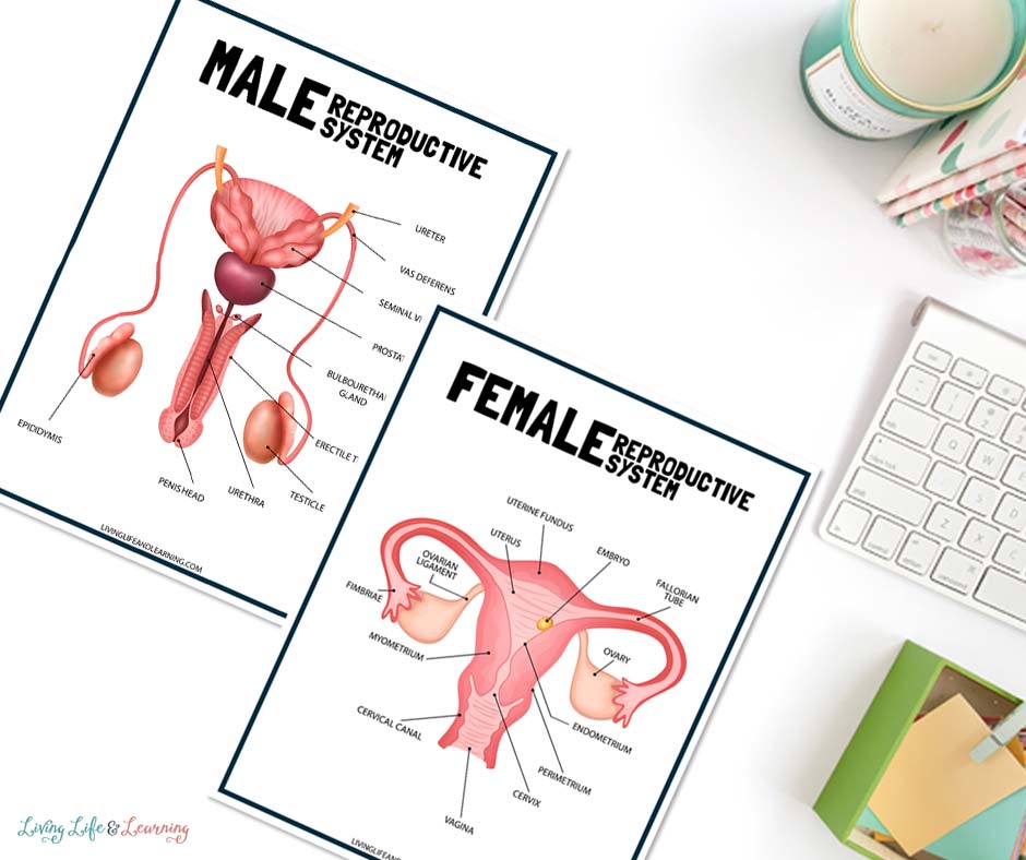 human reproductive system worksheet 