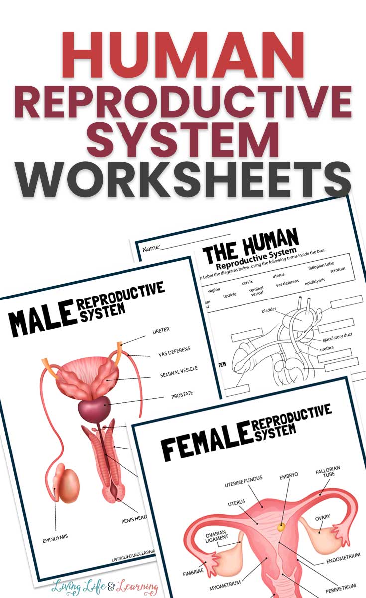 Human reproductive system worksheets 