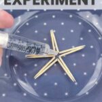 Magic Star toothpick experiment