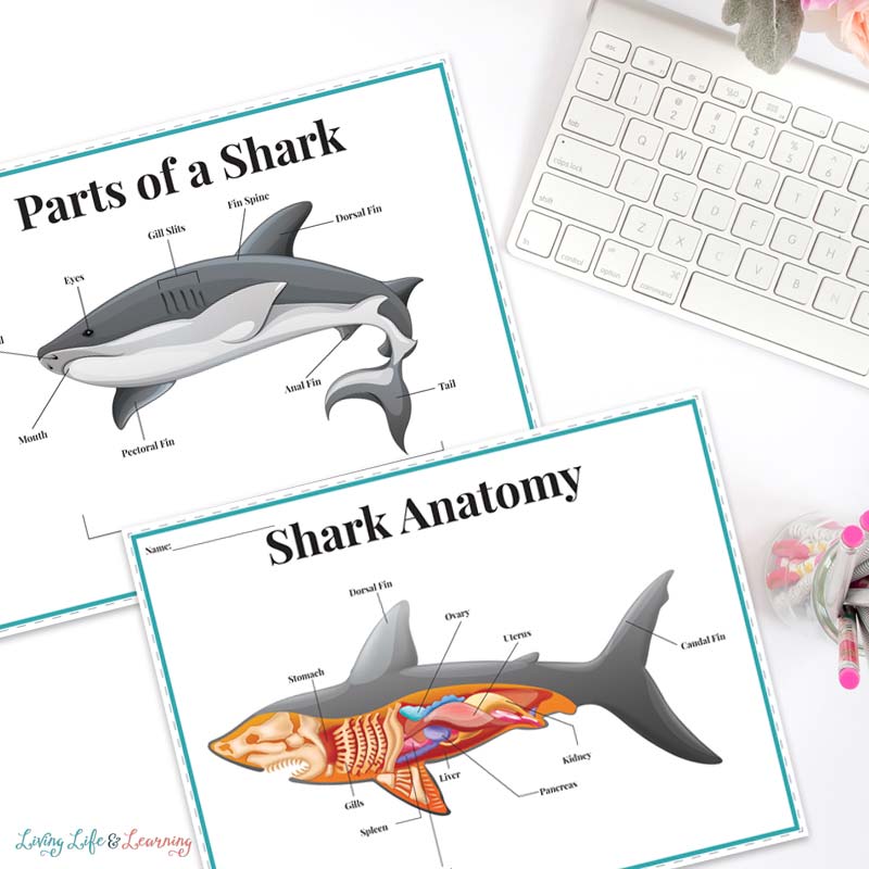 Shark Printables for Kids