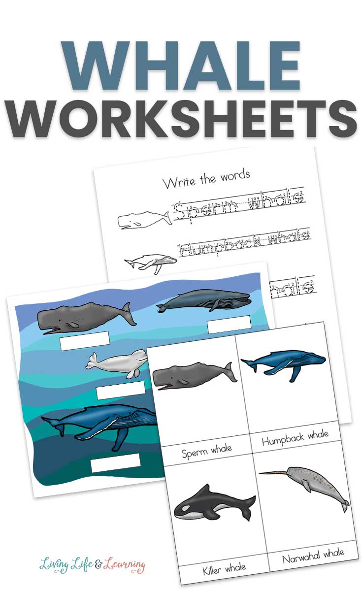 Whales Worksheets for Kids
