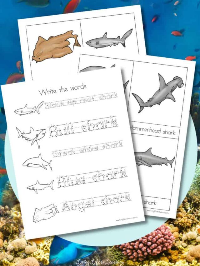 Shark Worksheets for Kids Story