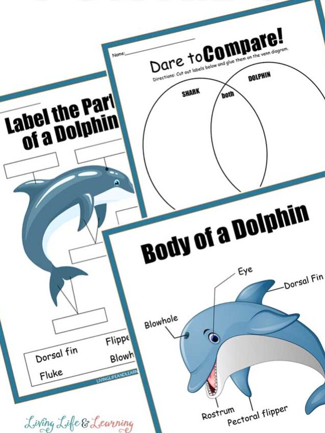 Printable Dolphin Worksheets Story