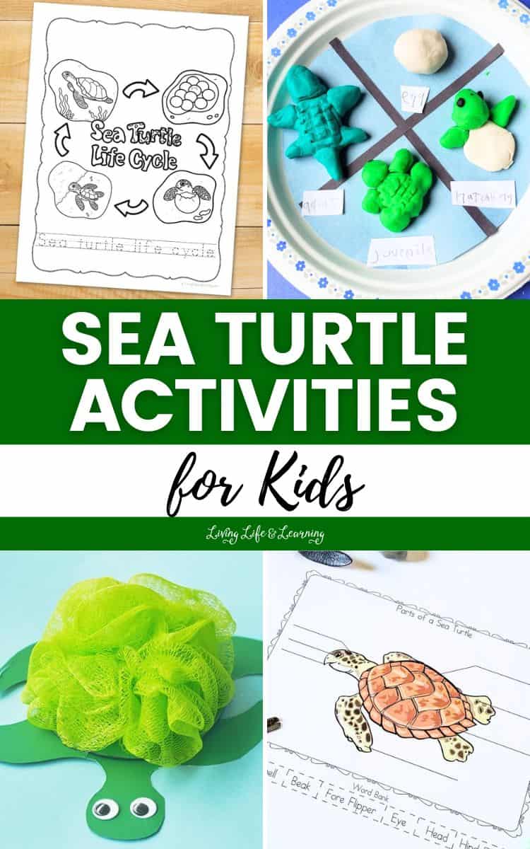 collage of Sea Turtle Activities for Kids