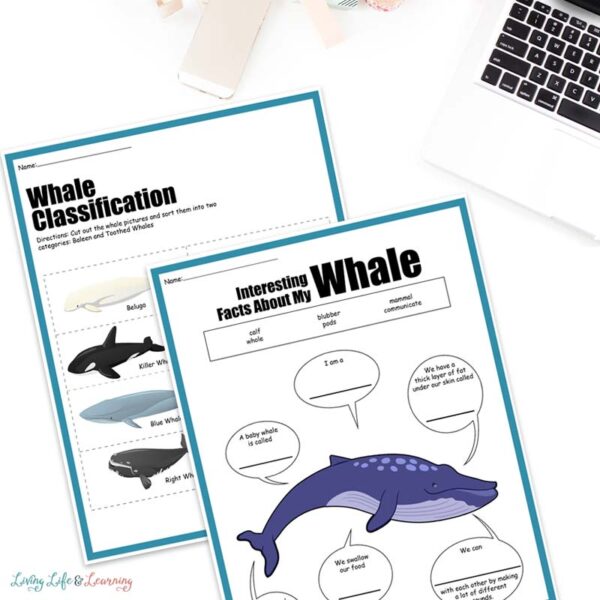 Free Whale Printables