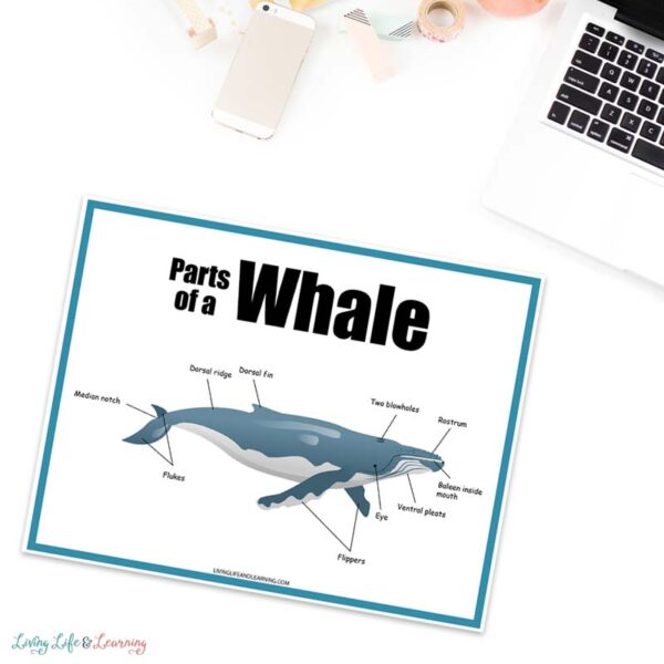 Free Whale Printables