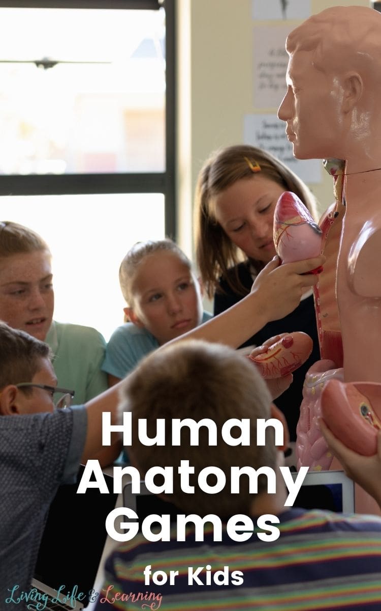 Human Anatomy Games for Kids - kids in classroom placing organs into human body figure.