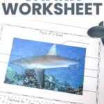 Label the Shark Worksheet