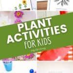 Plant Activities for Kids images