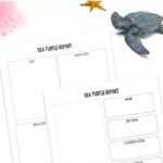 Sea Turtle Worksheets