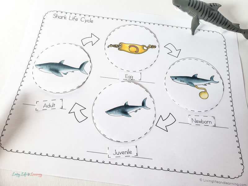life cycle of a shark 