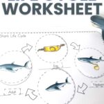 Shark Life Cycle Worksheets