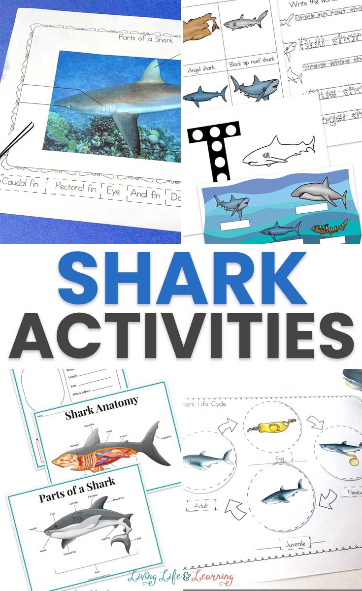 Shark Activities for Kids