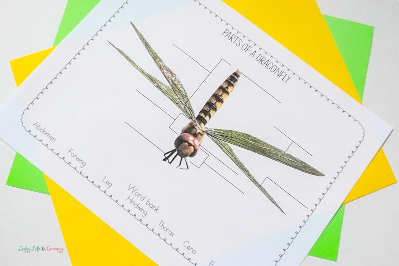 dragonfly worksheets for kids 