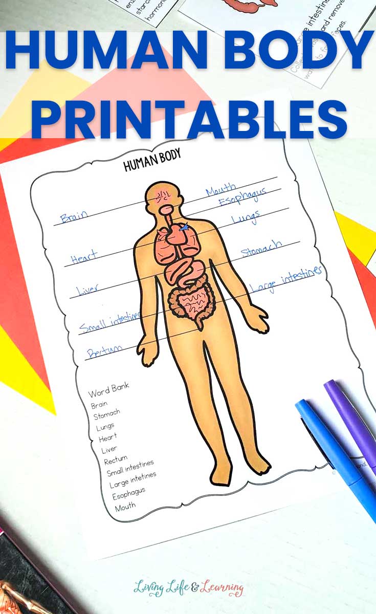 Human Body Printables for Kids With Inside The Living Body Worksheet