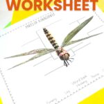 Parts of a dragonfly worksheet