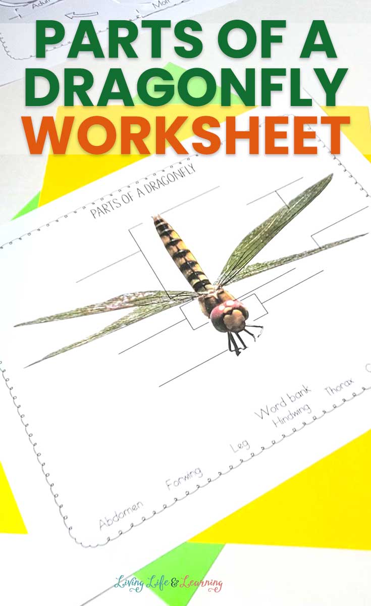 Parts of a Dragonfly Worksheet