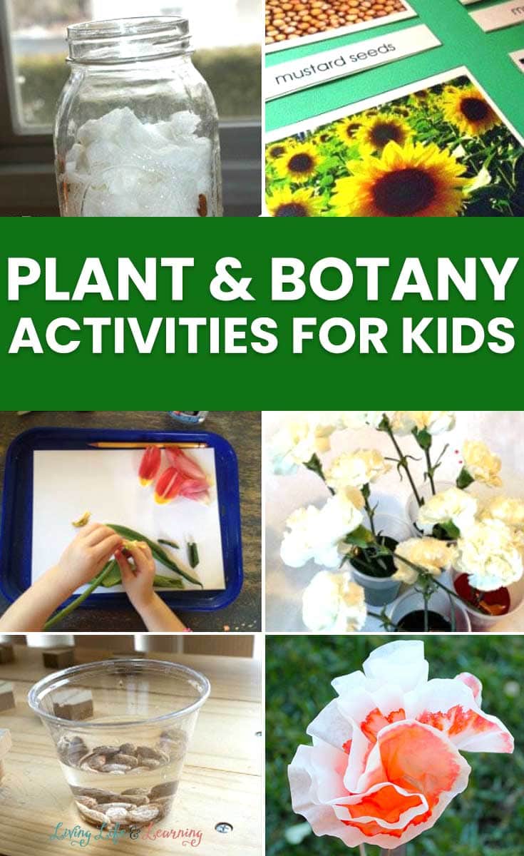 Plant and Botany Activities for Kids
