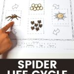 Spider Life Cycle Worksheet