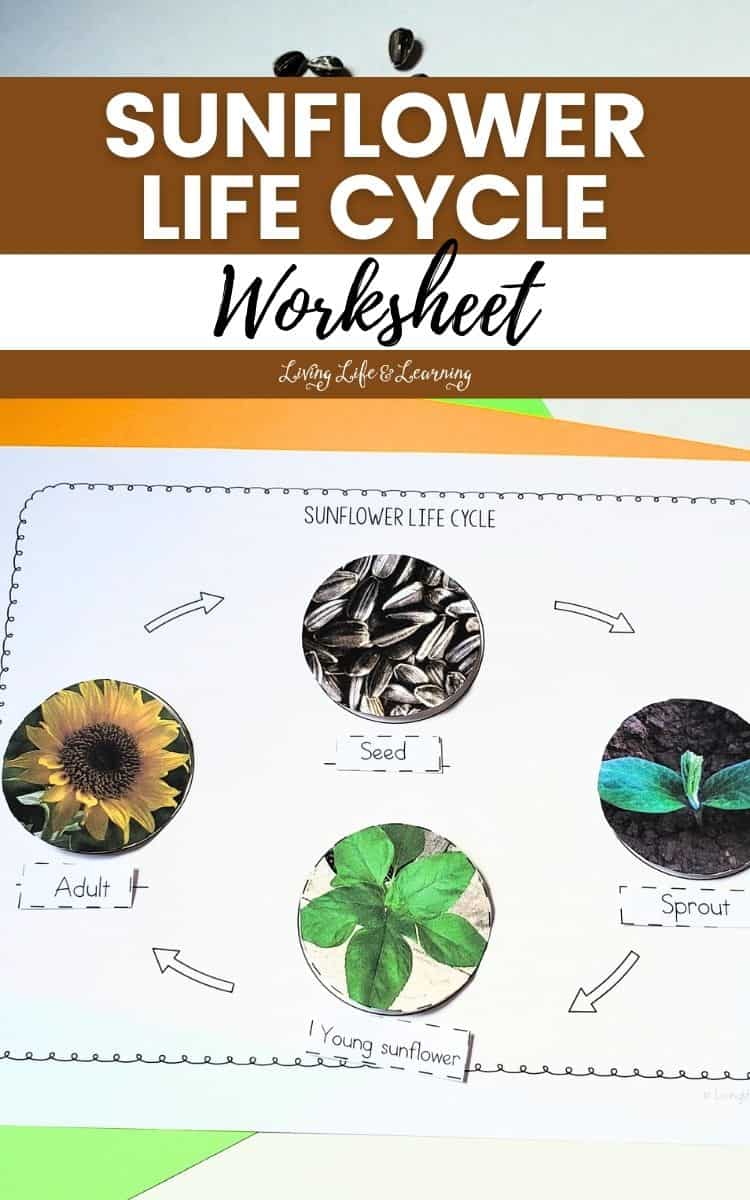 photo of Sunflower Life Cycle Worksheet